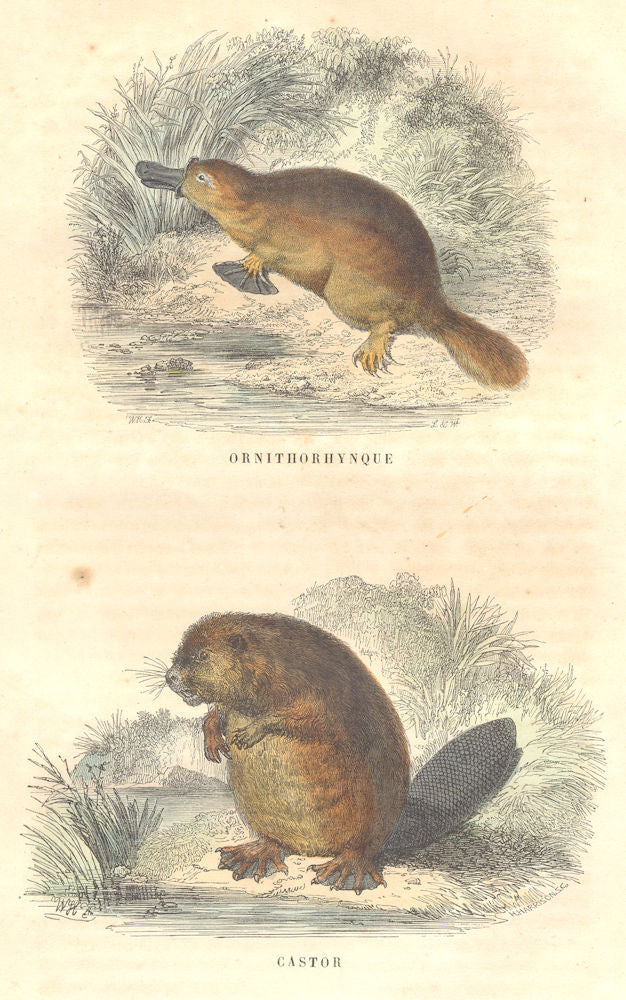 MAMMALS. Ornithorhynchus; Castor 1873 old antique vintage print picture